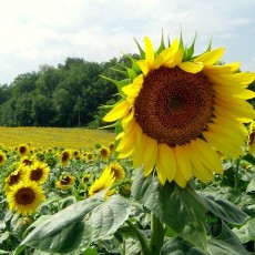 The Health Power and Benefits of Seeds